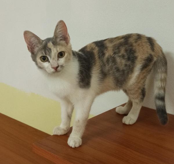 Trilly, gattina dolce e curiosa cerca casa Foto 2