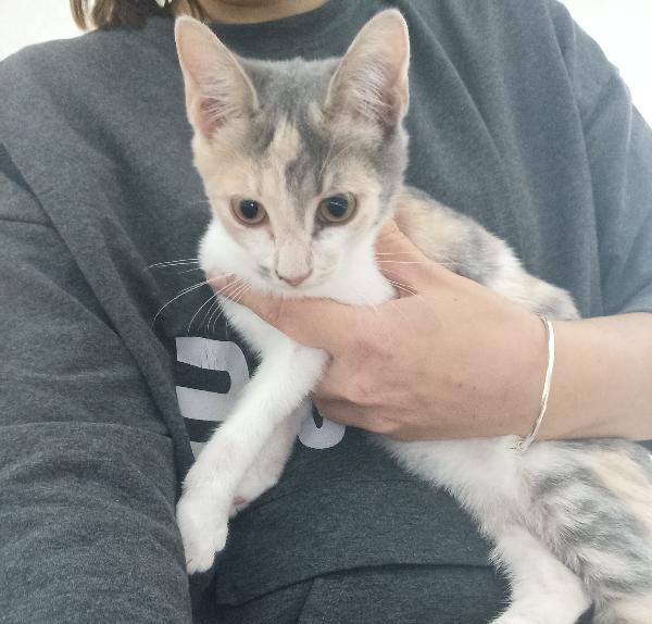 Trilly, gattina dolce e curiosa cerca casa Foto 3