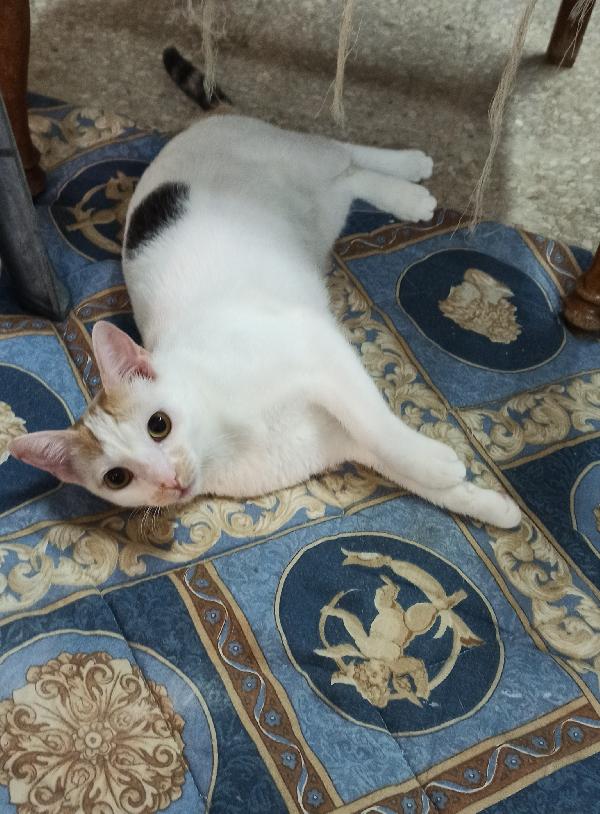 Bia, Micia Tricolore In Cerca Di Casa