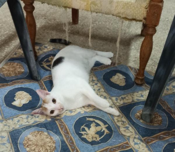 Bia, micia tricolore in cerca di casa Foto 2