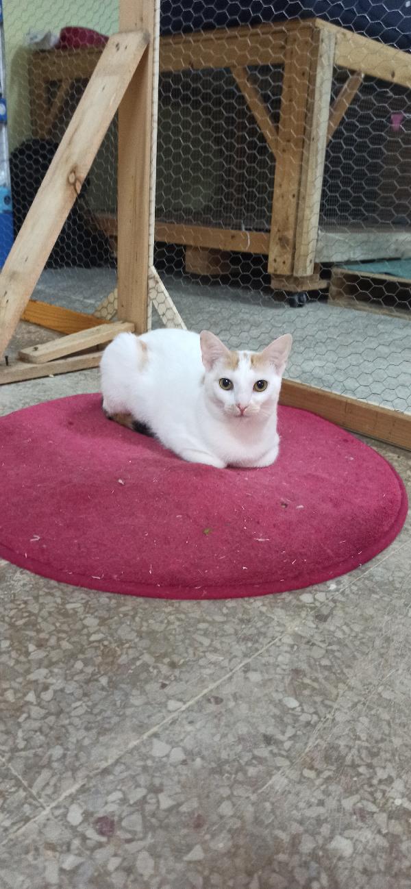 Bia, micia tricolore in cerca di casa Foto 3