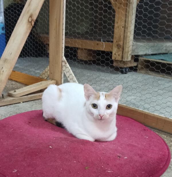 Bia, micia tricolore in cerca di casa Foto 4