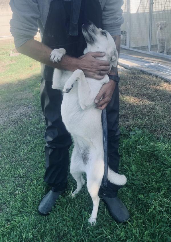 Keila una lupetta da salvare  Foto 5