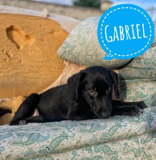 Luce,Gabriel, Raffaella, Tre cuccioli in adozione  Foto 2