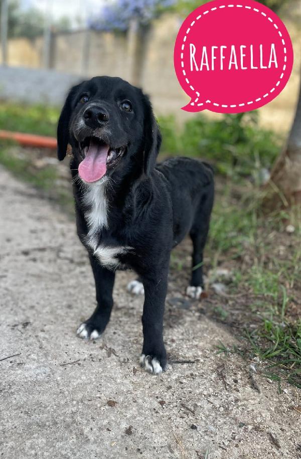 Luce,Gabriel, Raffaella, Tre cuccioli in adozione  Foto 4