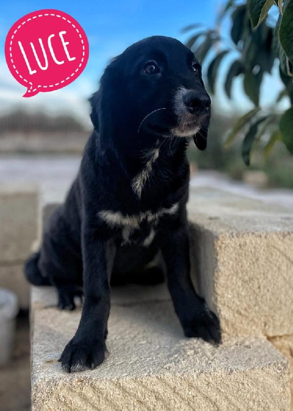 Luce,Gabriel, Raffaella, Tre cuccioli in adozione  Foto 5