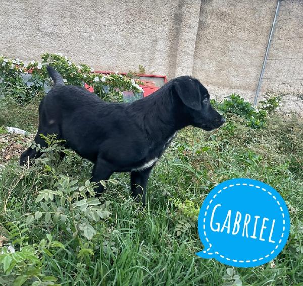 Luce,Gabriel, Raffaella, Tre cuccioli in adozione  Foto 6