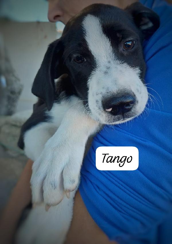 4 cuccioli in ovile Foto 3