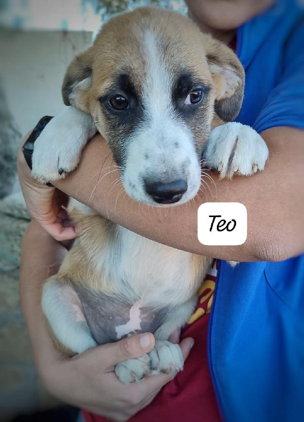 4 cuccioli in ovile Foto 4