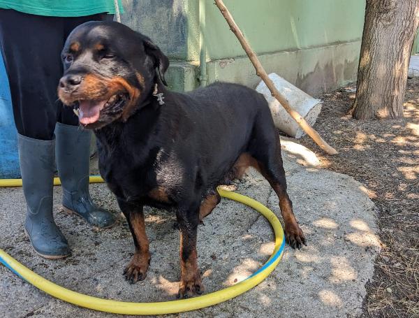 Costanza - Simil Rottweiler Di 7 Anni
