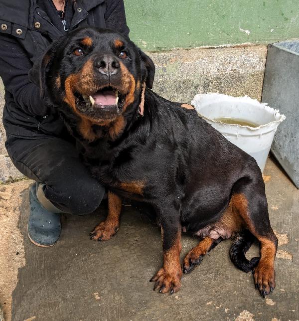 COSTANZA - simil rottweiler di 7 anni Foto 2