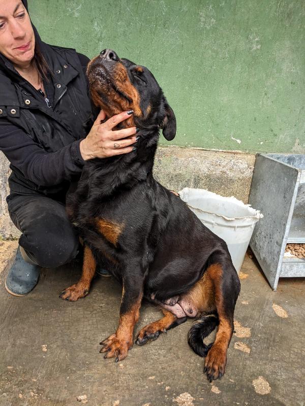 COSTANZA - simil rottweiler di 7 anni Foto 3