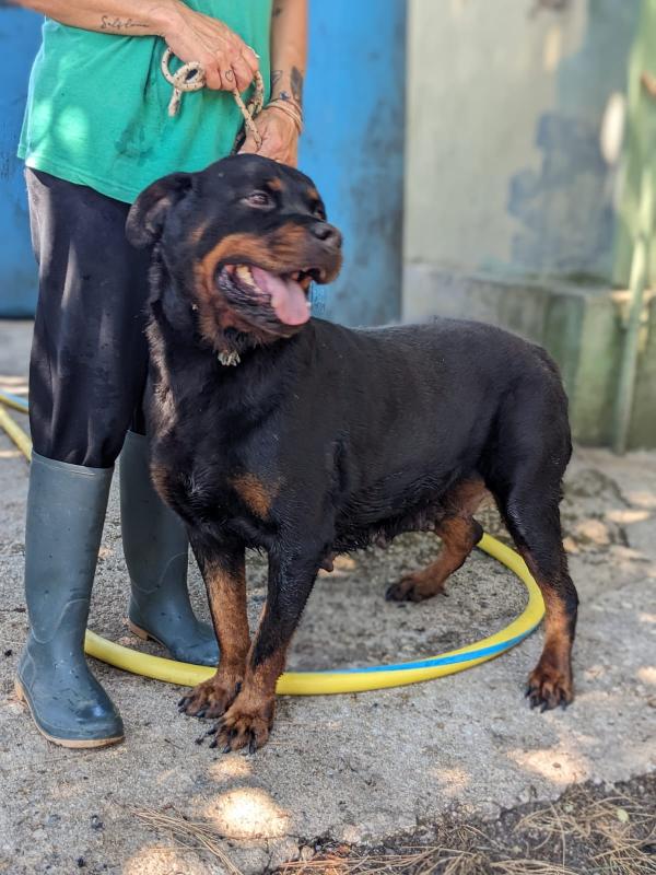 COSTANZA - simil rottweiler di 7 anni Foto 4
