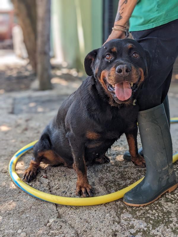 COSTANZA - simil rottweiler di 7 anni Foto 5