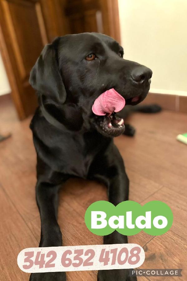 Baldo Aspetta Il Lieto Fine