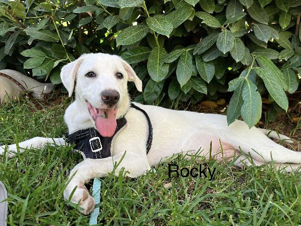 Rocky E Chase Cuccioli 4 Mesi In Box Cercano Famiglia