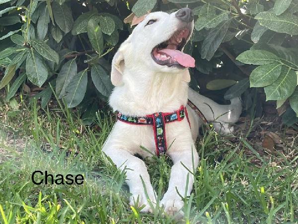 Rocky e Chase cuccioli 4 mesi in box cercano famiglia Foto 2