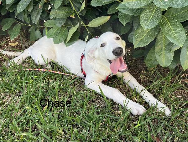 Rocky e Chase cuccioli 4 mesi in box cercano famiglia Foto 3