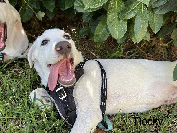 Rocky e Chase cuccioli 4 mesi in box cercano famiglia Foto 4