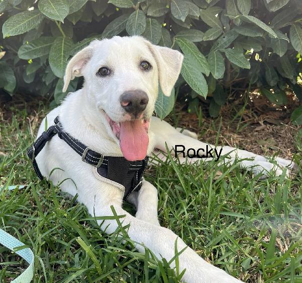 Rocky e Chase cuccioli 4 mesi in box cercano famiglia Foto 5