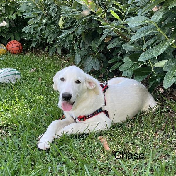 Rocky e Chase cuccioli 4 mesi in box cercano famiglia Foto 6