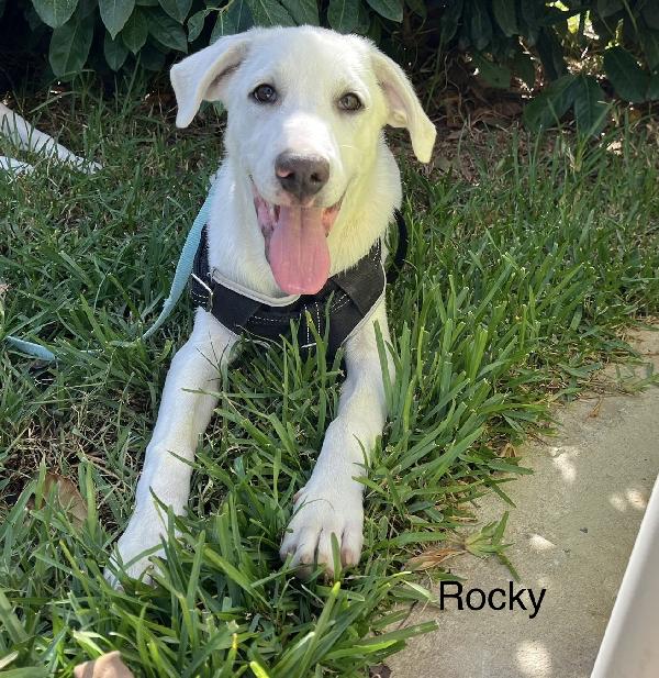 Rocky e Chase cuccioli 4 mesi in box cercano famiglia Foto 7