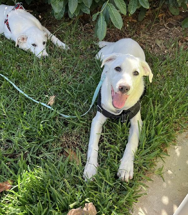 Rocky e Chase cuccioli 4 mesi in box cercano famiglia Foto 8