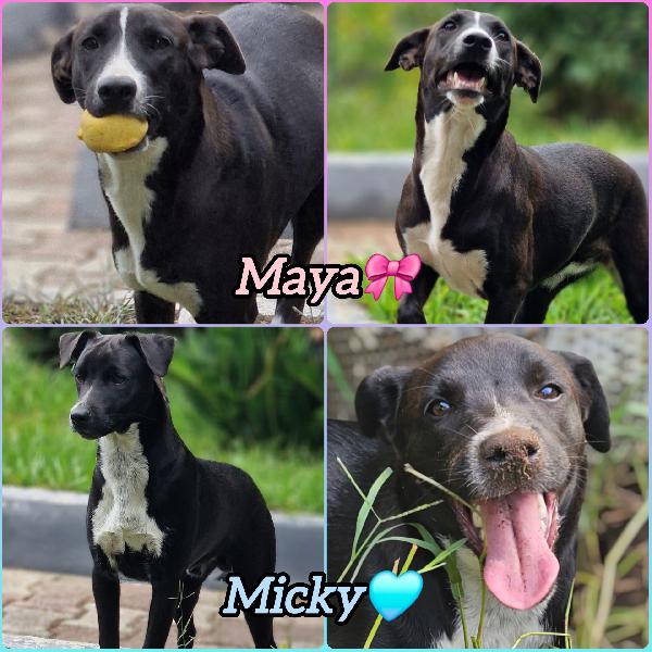 Maya E Micky 