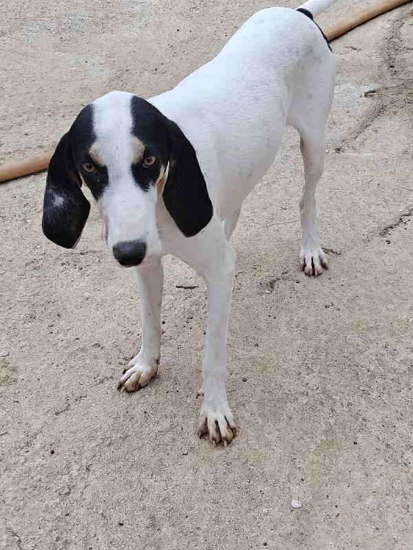 Ugo segugio francese Foto 2