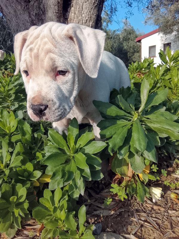 Achille