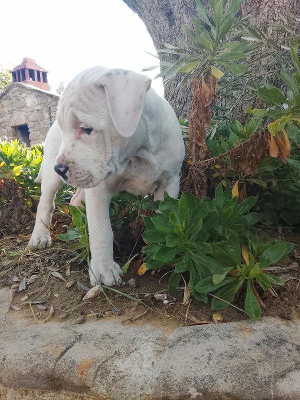 Achille Foto 3