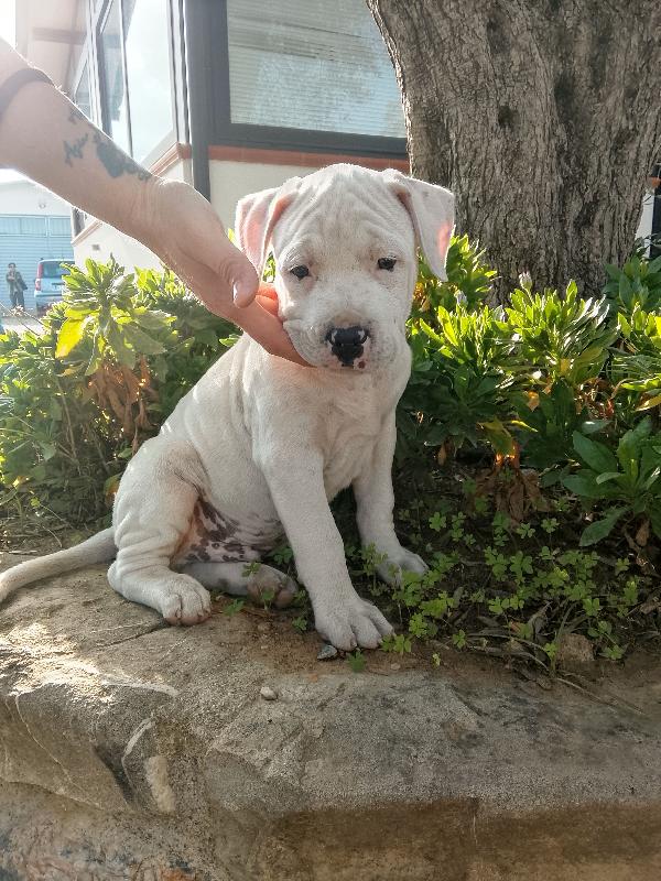 Achille Foto 5
