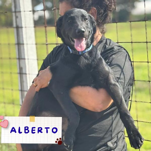 Alberto Mix Labrador 5 Mesi