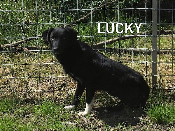 Lucky Foto 2