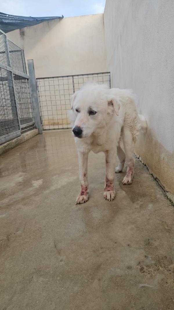 Consuelo: adozione del cuore o stallo  Foto 9