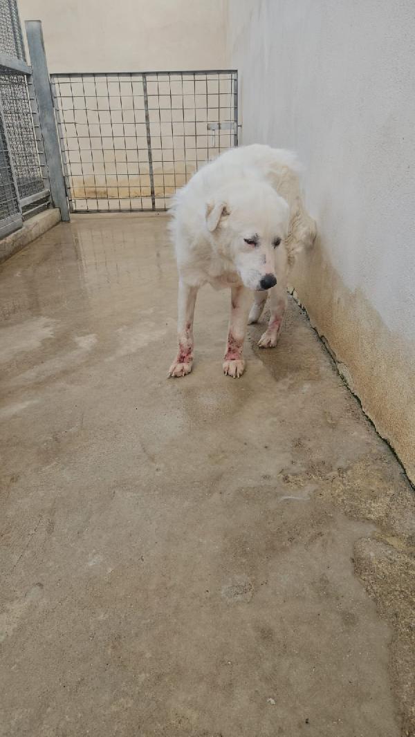 Consuelo: adozione del cuore o stallo  Foto 10