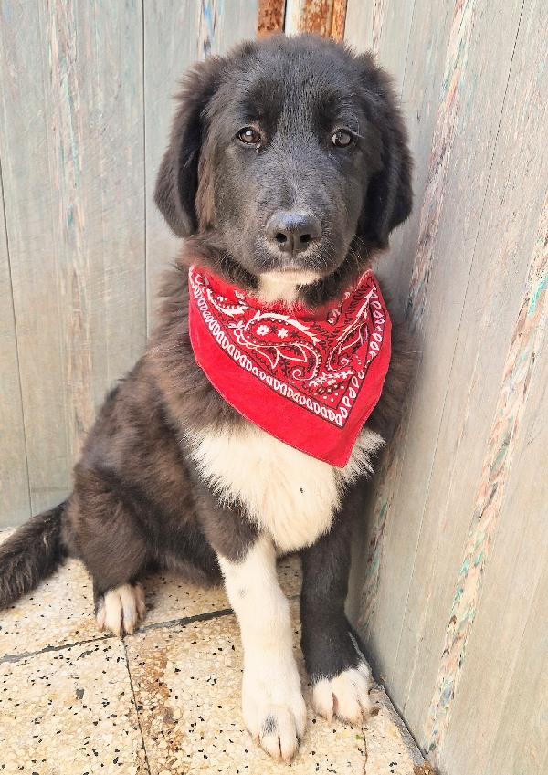 CHIAMA,PER QUEGLI OCCHIONI TRISTI.MAX,IN CANILE,ADOTTABILE IN TUTTA ITALIA! Foto 2
