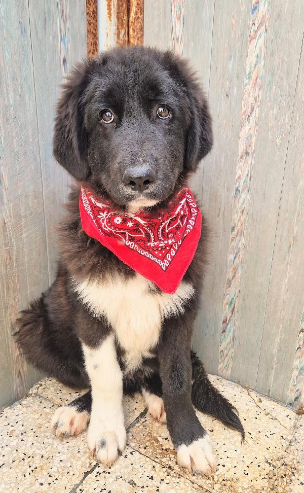 CHIAMA,PER QUEGLI OCCHIONI TRISTI.MAX,IN CANILE,ADOTTABILE IN TUTTA ITALIA! Foto 5