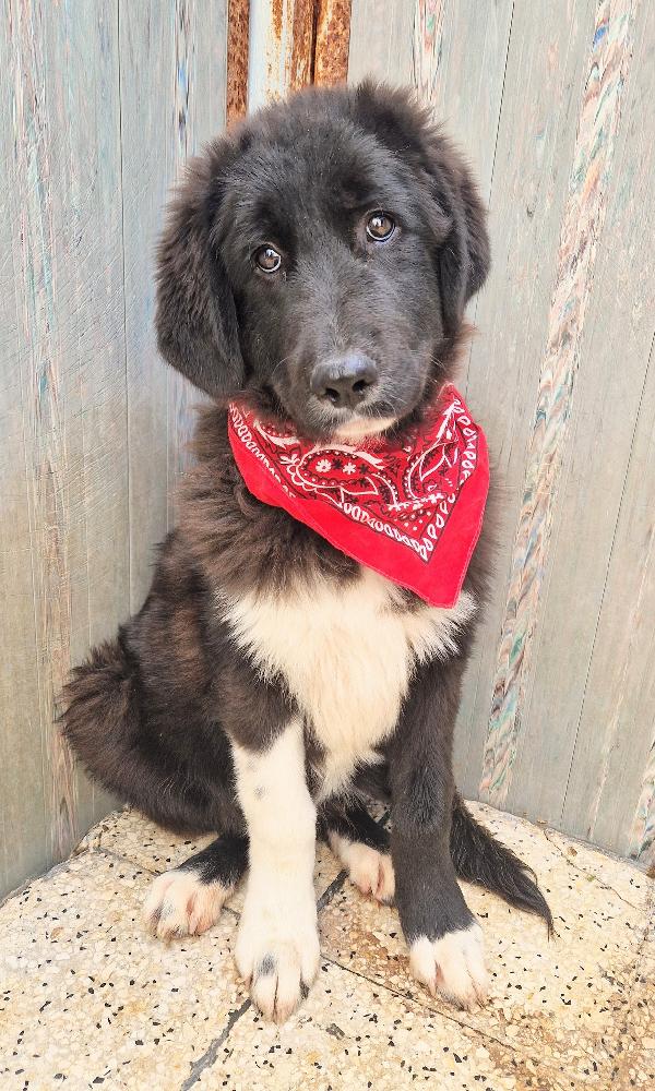 CHIAMA,PER QUEGLI OCCHIONI TRISTI.MAX,IN CANILE,ADOTTABILE IN TUTTA ITALIA! Foto 6