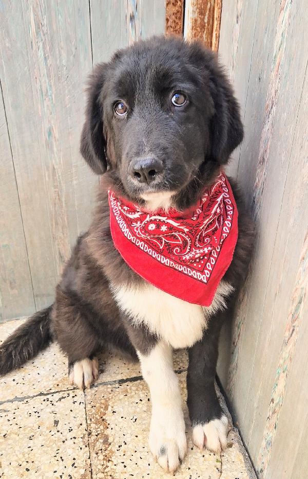CHIAMA,PER QUEGLI OCCHIONI TRISTI.MAX,IN CANILE,ADOTTABILE IN TUTTA ITALIA! Foto 7