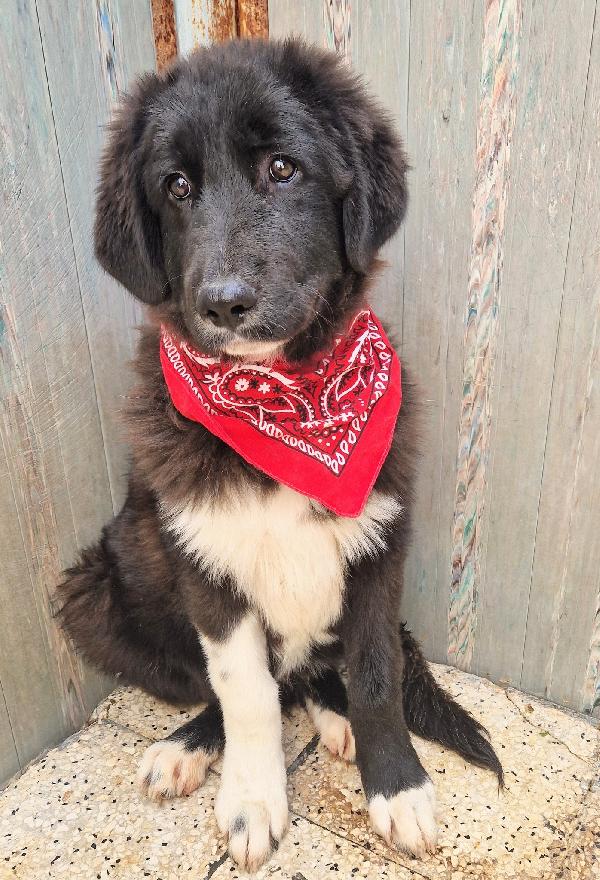 CHIAMA,PER QUEGLI OCCHIONI TRISTI.MAX,IN CANILE,ADOTTABILE IN TUTTA ITALIA! Foto 8