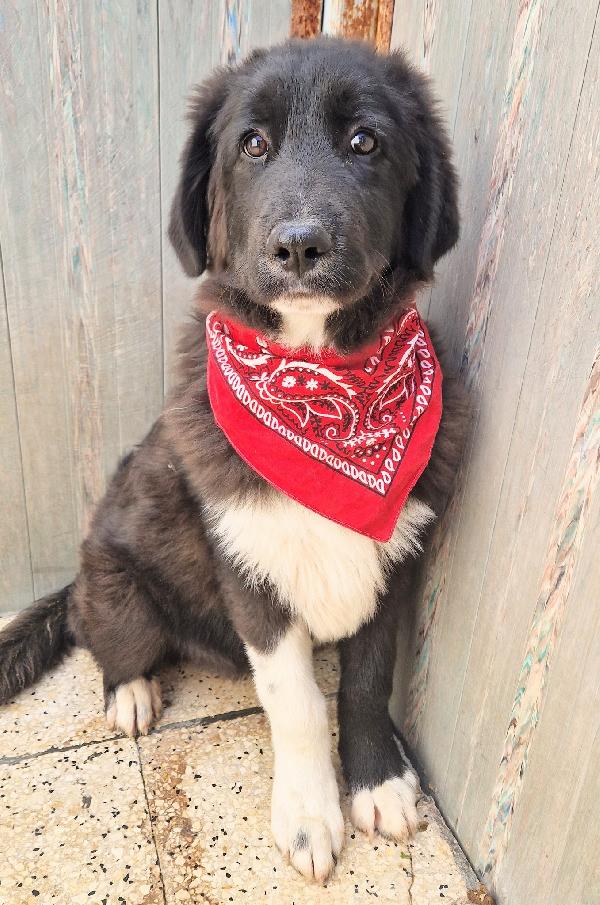 CHIAMA,PER QUEGLI OCCHIONI TRISTI.MAX,IN CANILE,ADOTTABILE IN TUTTA ITALIA! Foto 9