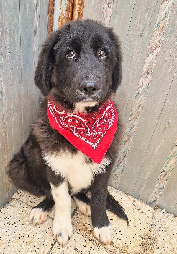 CHIAMA,PER QUEGLI OCCHIONI TRISTI.MAX,IN CANILE,ADOTTABILE IN TUTTA ITALIA! Foto 11