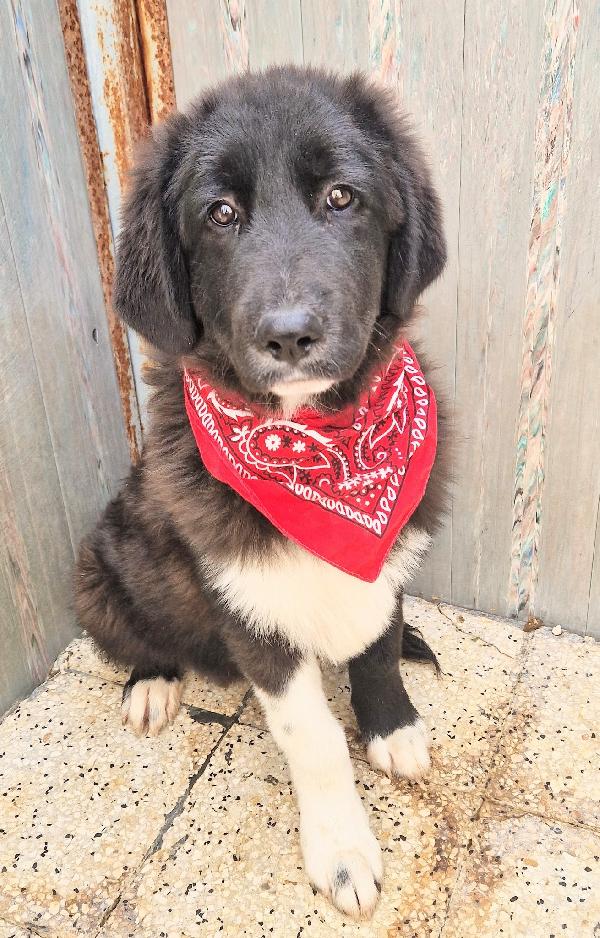 CHIAMA,PER QUEGLI OCCHIONI TRISTI.MAX,IN CANILE,ADOTTABILE IN TUTTA ITALIA! Foto 12