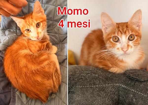 Miciottini splendidi Foto 5