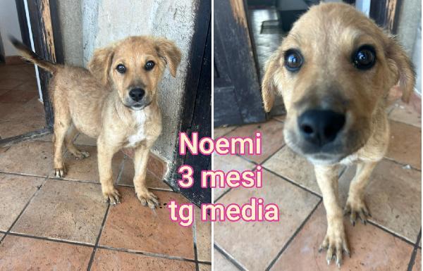 2-3 mesi: cucciolotti da salvare Foto 2