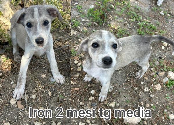2-3 mesi: cucciolotti da salvare Foto 3