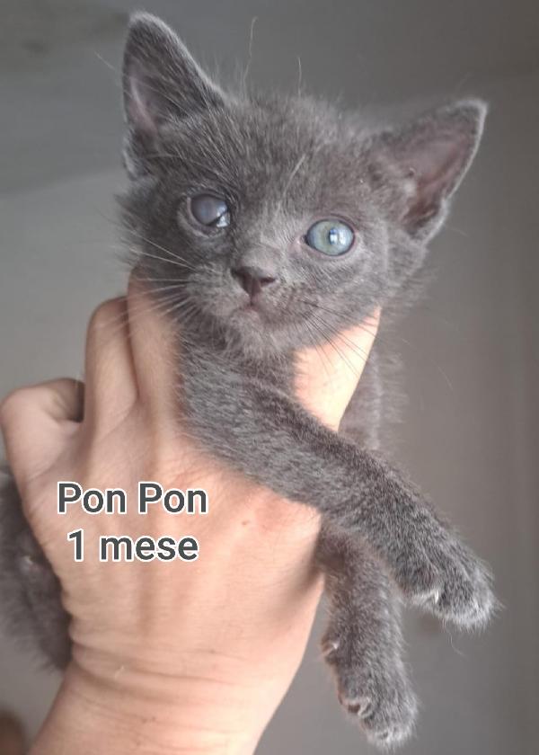Micini Soli Ed Esclusi 