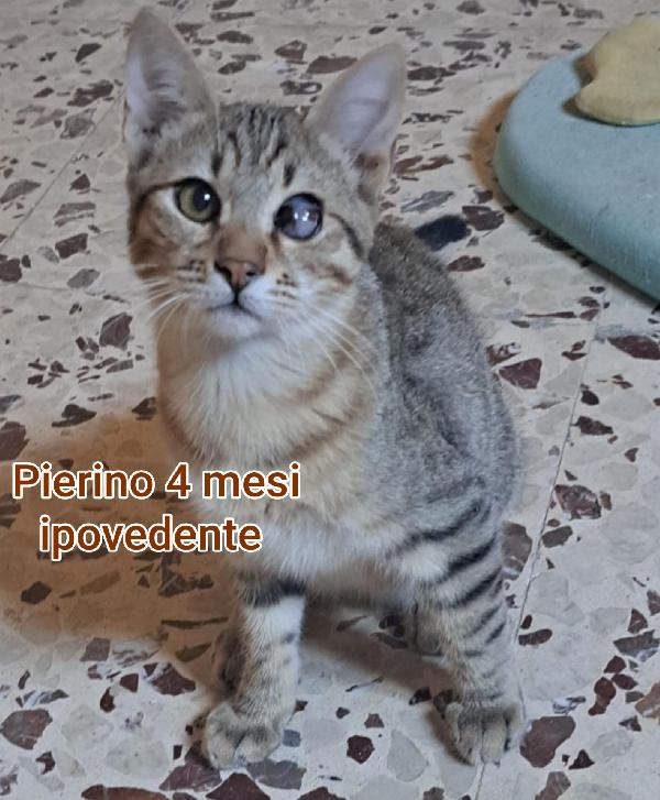 MICINI SOLI ED ESCLUSI  Foto 3