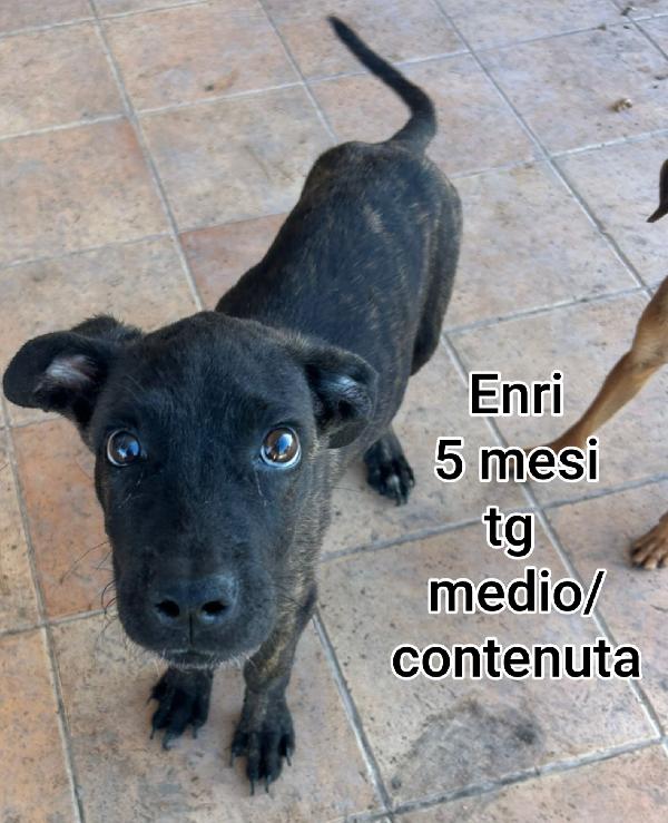 Cuccioli di 2 mesi abbandonati  Foto 10